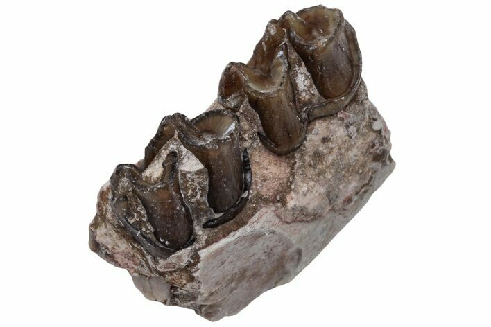 Fossil Horse (Mesohippus) Jaw Section - South Dakota #223367